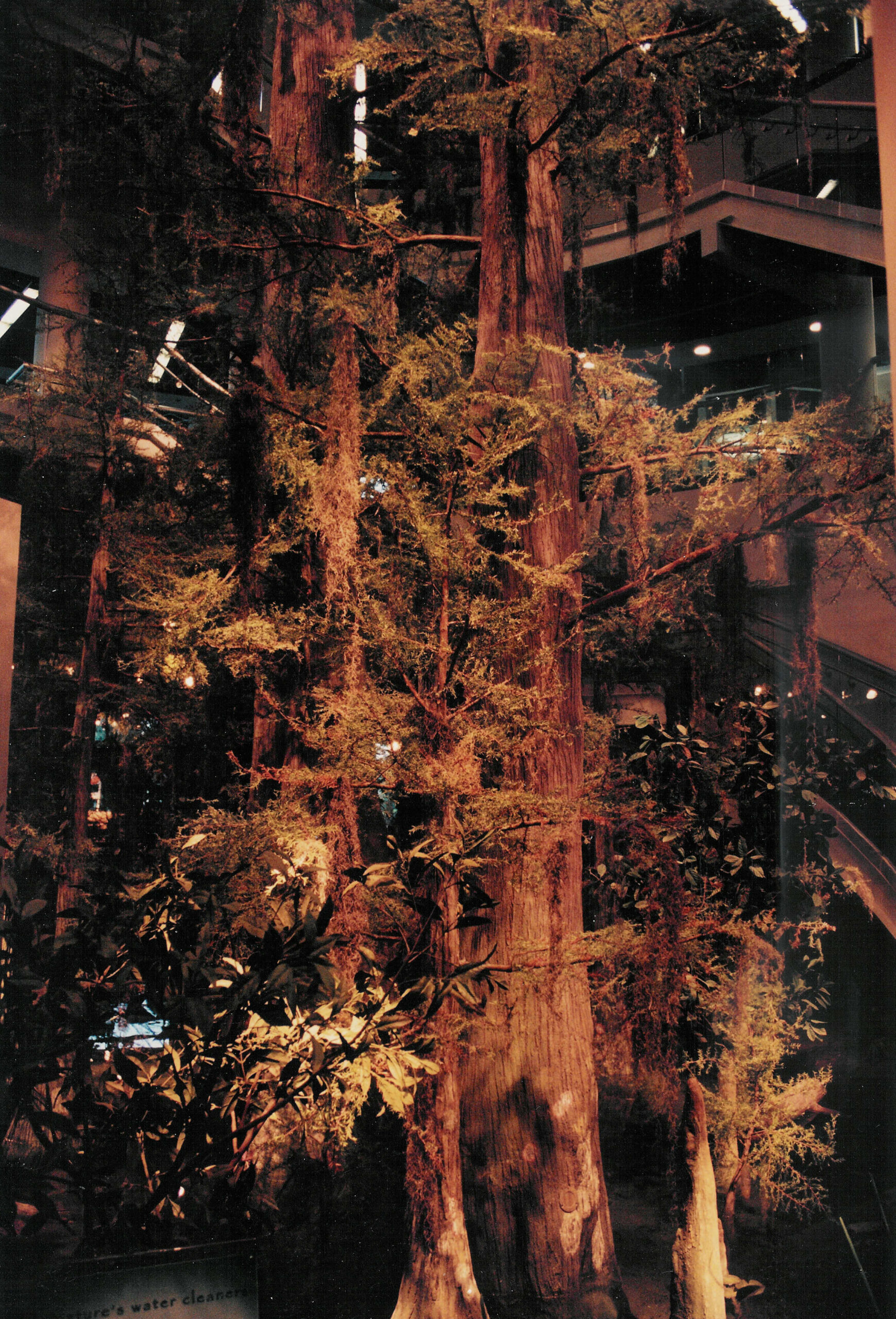 Faux Cypress Swamp
